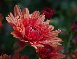 Red Flower Closeup_25974-85